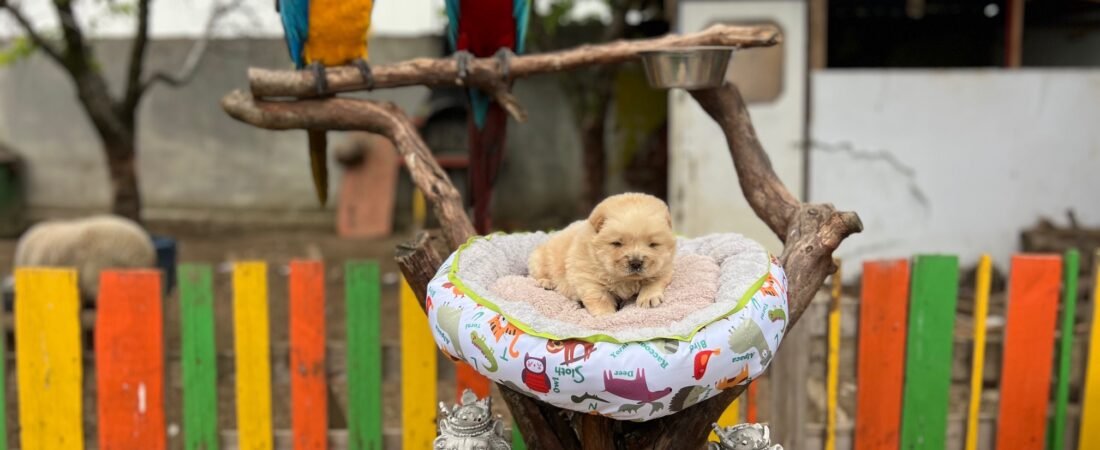 Chow Chow Irkına Dair 17 Yıllık Tecrübemizle Tam Destek