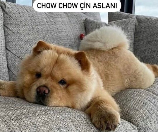 Chow Chow Bakımında Uzman Desteği